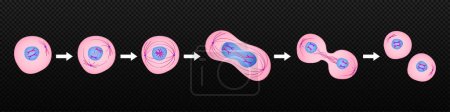 Illustration for Process of division of organic cell. Stages of mitosis formation with metaphase and prophase separation in anaphase and reproduction in telophase and vector interphase. - Royalty Free Image