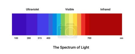 Escala de color de luz de espectro. Diagrama led ultravioleta con diseño vectorial de infografías halógenas e infrarrojas visibles y de luz diurna
