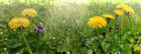 Photo for Close-up of yellow dandelions in a green spring meadow - Royalty Free Image