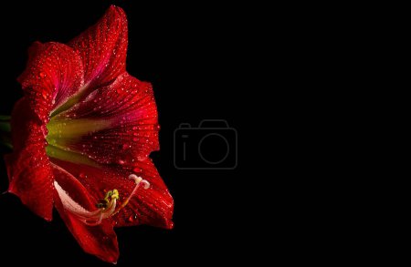 Vibrant red amaryllis flower on black background, showcasing delicate beauty in nature.