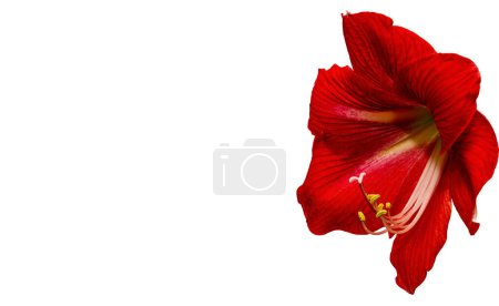 Photo for Vibrant red amaryllis flower with hibiscus leaf isolated on white background. - Royalty Free Image