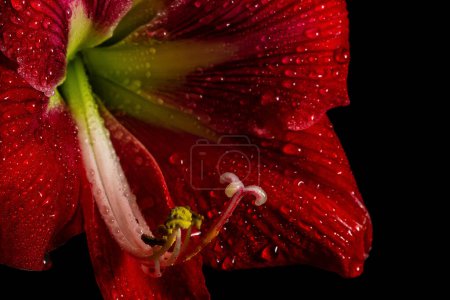 Photo for Vibrant red amaryllis flower on black background, showcasing delicate beauty in nature. - Royalty Free Image