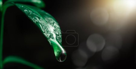 Photo for A drop of water falling from a green leaf on a dark background with sunlight - Royalty Free Image