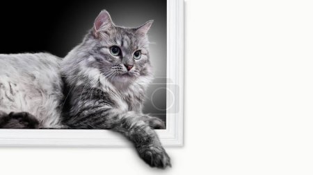 Photo for Postcard mockup of adorable domestic fluffy grey cat with long whiskers and green eyes on dark background in white frame - Royalty Free Image