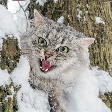 Photo for A cat in the snow - Royalty Free Image