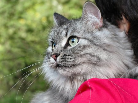 Photo for Adorable domestic fluffy grey cat with long whiskers on woman's hands - Royalty Free Image