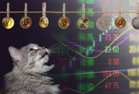 Téléchargez les photos : Adorable chat domestique gris moelleux avec de longs moustaches regardant Bitcoins et autres pièces sur fond de graphique financier. Concept de marché crypto-monnaie. - en image libre de droit