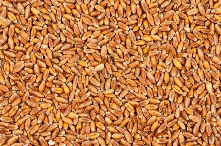 Photo for Texture background of wheat seeds. Food background. - Royalty Free Image