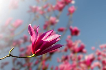 Eine einzige rosa Magnolienblüte umrahmt von einem klaren blauen Himmel.