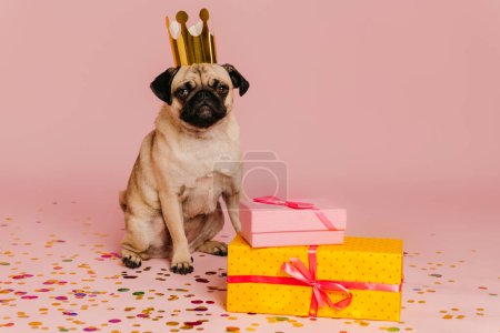 Foto de Lindo perrito pug en corona divertida mirando a la cámara mientras está sentado cerca de las cajas de regalo sobre fondo rosa - Imagen libre de derechos