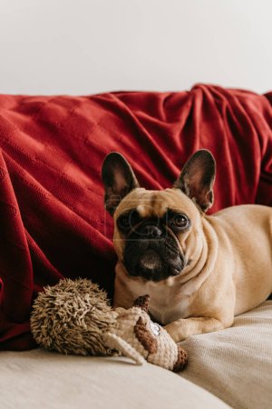 Téléchargez les photos : Bouledogue français mignon et drôle couché sur le canapé près de son jouet préféré - en image libre de droit