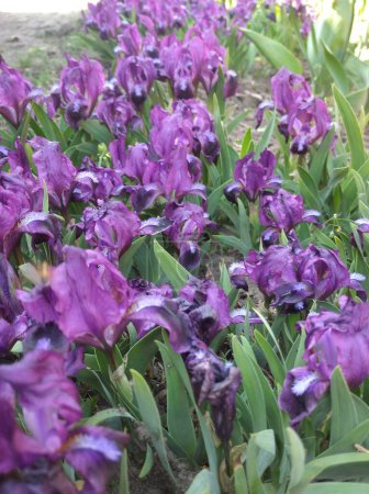 photo of Dwarf irises flowers in a flower bed