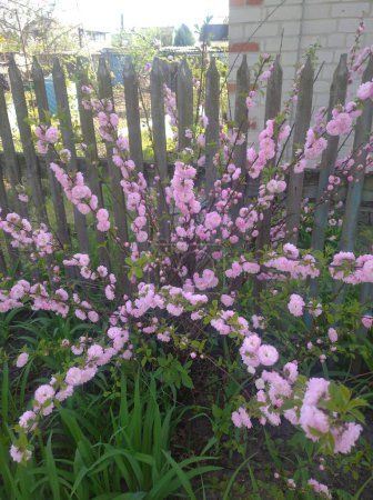 flowering almond triloba on the background of a wooden fence