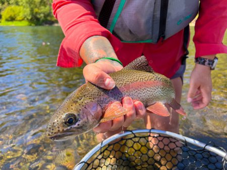 Foto de Trucha arco iris salvaje al rojo capturado mientras pesca con mosca en el río McKenzie. Este pez nativo también se llama trucha de banda roja.. - Imagen libre de derechos