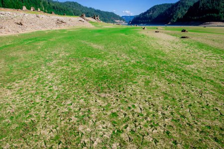 Photo for Green grass is growing over a barren landscape of dried mud and natural plants at Hills Creek Reservoir. - Royalty Free Image