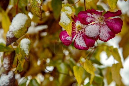 Clematis fleur couverte de neige. Clematis n'a pas eu le temps de fleurir avant l'arrivée de l'hiver. Le concept de saison, d'hiver, de nature. 