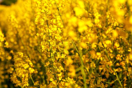 Téléchargez les photos : Fleurs de colza jaune en arrière-plan du ciel. Fleurs de canola en gros plan dans les champs. Le concept de nature, d'agriculture, de flore. - en image libre de droit