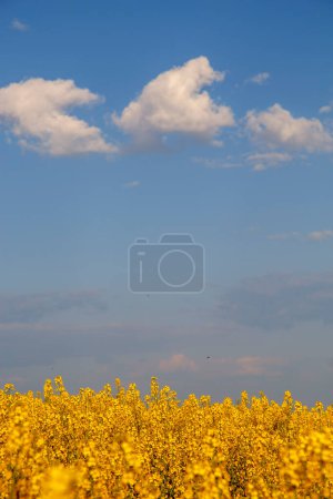 Photo for Yellow rapeseed flowers in the sky background. Canola flowers close-up in the field. The concept of nature, agriculture, flora. - Royalty Free Image