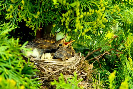 Foto de Pollitos de zorzal en el nido en los matorrales de arborvitae. Las crías de zorzal abren el pico antes de comer. El concepto de naturaleza, fauna, vida. - Imagen libre de derechos