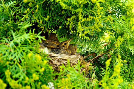 Foto de Pollitos de zorzal en el nido en los matorrales de arborvitae. Las crías de zorzal abren el pico antes de comer. El concepto de naturaleza, fauna, vida. - Imagen libre de derechos
