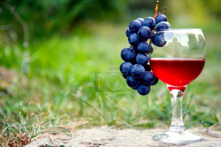 Foto de Copa con vino tinto y un ramo de uvas en el jardín. Vino tinto en una copa y un ramo de uvas. - Imagen libre de derechos