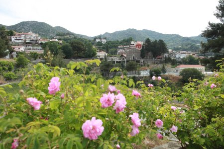 Téléchargez les photos : Roses dans agros village - en image libre de droit