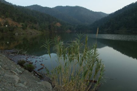 Téléchargez les photos : Lake with green plants at evening time - en image libre de droit