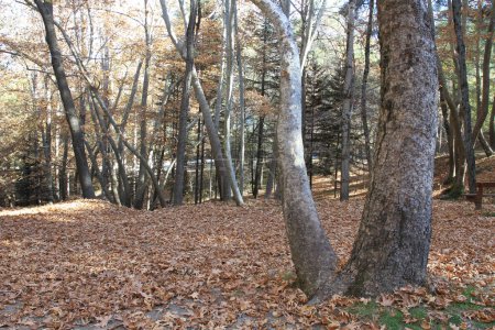 Téléchargez les photos : Scenic view of platania, autumnal park at daytime - en image libre de droit