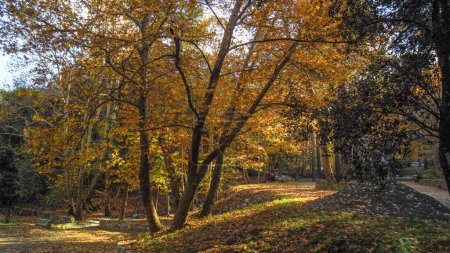 Téléchargez les photos : Platania, beautiful autumn in a park - en image libre de droit