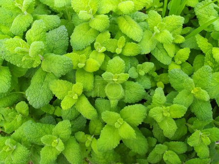 Wild mint in nature. The meadow is covered with lemon balm. Photo.