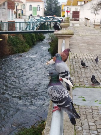A gathering of pigeons perched on a railing alongside a flowing river.