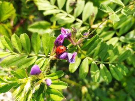 A vibrant red ladybug rests on a purple flower amid lush green foliage, capturing a moment of natural beauty in a garden.