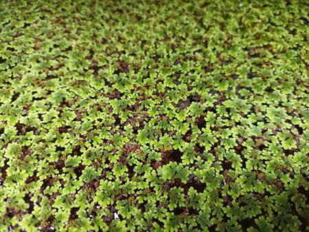 verde flotante Azolla Pinnata en la granja orgánica. Azolla Pinnata es útil para la alimentación y la plantación de muchas maneras.. síntoma de malezas después de rociar herbicida