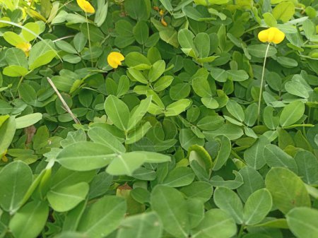 Arachis pintoi is an ornamental plant that lives covering the surface of the soil. This plant is a tropical plant and has small yellow flowers.
