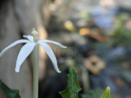 Ki tolod or Isotoma longiflora is a medicinal plant. Ki Tolod or also known as Ki korjat) with the Latin name Hippobroma longifora is an upright herbaceous medicinal plant.