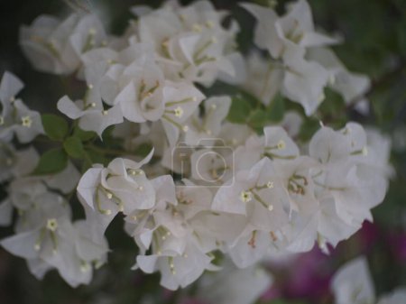 Flores de buganvillas florecientes fondo. Flores de buganvillas de color blanco brillante como fondo floral. Bougainvillea flores textura y fondo. Vista de cerca Bougainvillea con flores
