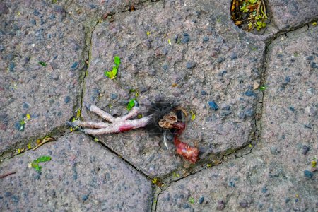 Foto de Pierna de pájaro muerto en el suelo - Imagen libre de derechos