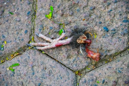 Foto de Pierna de pájaro muerto en el suelo - Imagen libre de derechos