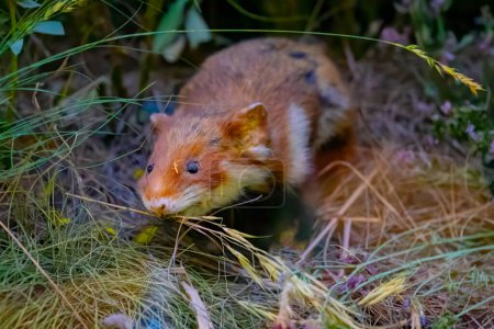 Téléchargez les photos : Taxidermie européenne farcie au hamster dans l'herbe - en image libre de droit