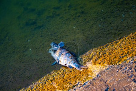 peces muertos flotaban en el agua oscura, la contaminación del agua
