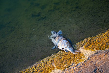 Tote Fische trieben im dunklen Wasser, Wasserverschmutzung