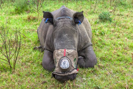 Téléchargez les photos : Rhino animal fléché et l'équipe Vet enlever la corne des animaux sauvages pour sauver sa vie des braconniers tuant les espèces menacées qui est un héritage pour l'Afrique. - en image libre de droit
