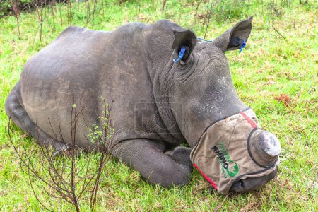 Téléchargez les photos : Rhino anaimal darted et l'équipe Vet enlèvent la corne des animaux sauvages pour sauver sa vie des braconniers tuant les espèces menacées qui est un héritage pour l'Afrique. - en image libre de droit
