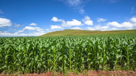 Foto de Maíz de verano cultivos alimentarios de maíz que crecen en tierras rurales con montañas y valles paisaje escénico. - Imagen libre de derechos
