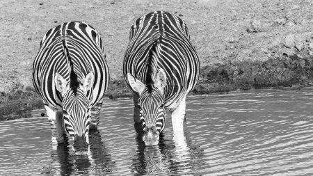 Photo for Wildlife Zebra's two drinking at waterhole early summer moring a closeup frontal black white photograph. - Royalty Free Image