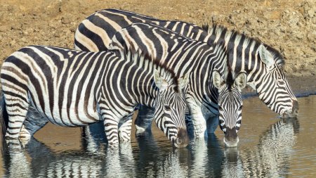 Photo for Wildlife Zebra's three drinking at waterhole early summer moring a closeup frontal photograph. - Royalty Free Image