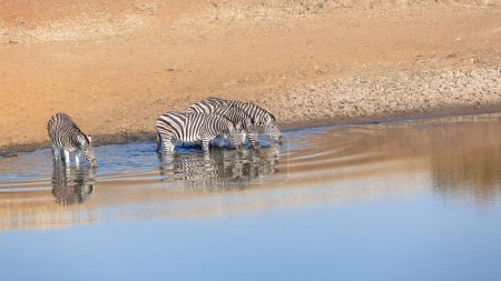 Photo for Wildlife Zebra's  drinking at waterhole early summer morning a closeup frontal  photograph. - Royalty Free Image