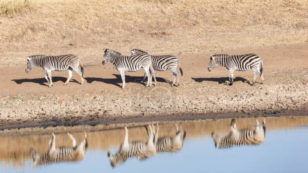 Photo for Wildlife Zebra's walking at waterhole with mirror reflections on water early summer morning photograph. - Royalty Free Image