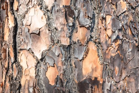Tree Pine bark skin trunk textures closeup detail for a natural  rough background photograph