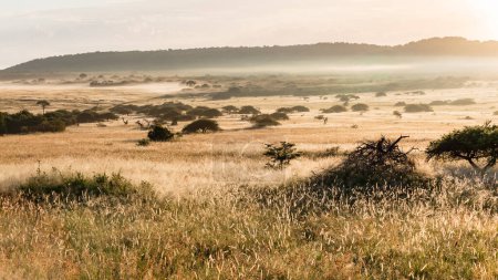 Téléchargez les photos : Wilderness overlooking plateau opf prairies arbres brouillard hausse paysage au lever du soleil faune Réserve de parc, - en image libre de droit